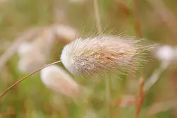 Harestail grass.jpg